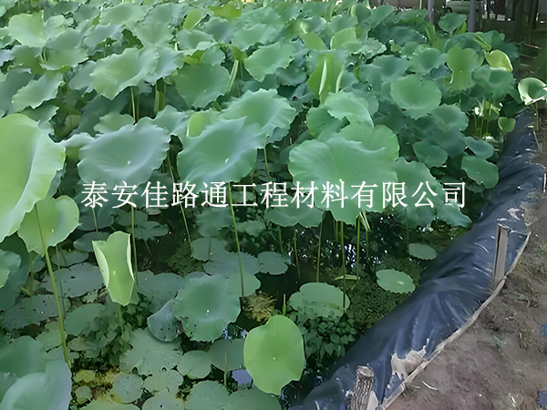 魚蝦養殖防滲膜坡面怎么處理？這些方法保穩固防滲漏